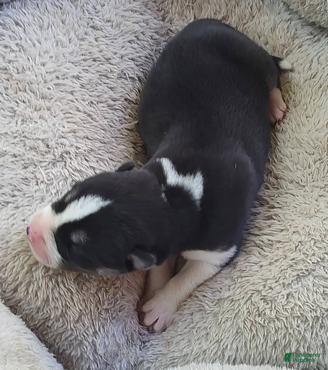 Siberian Husky dogs for sale: Sonya's Male 1 - Ad 2