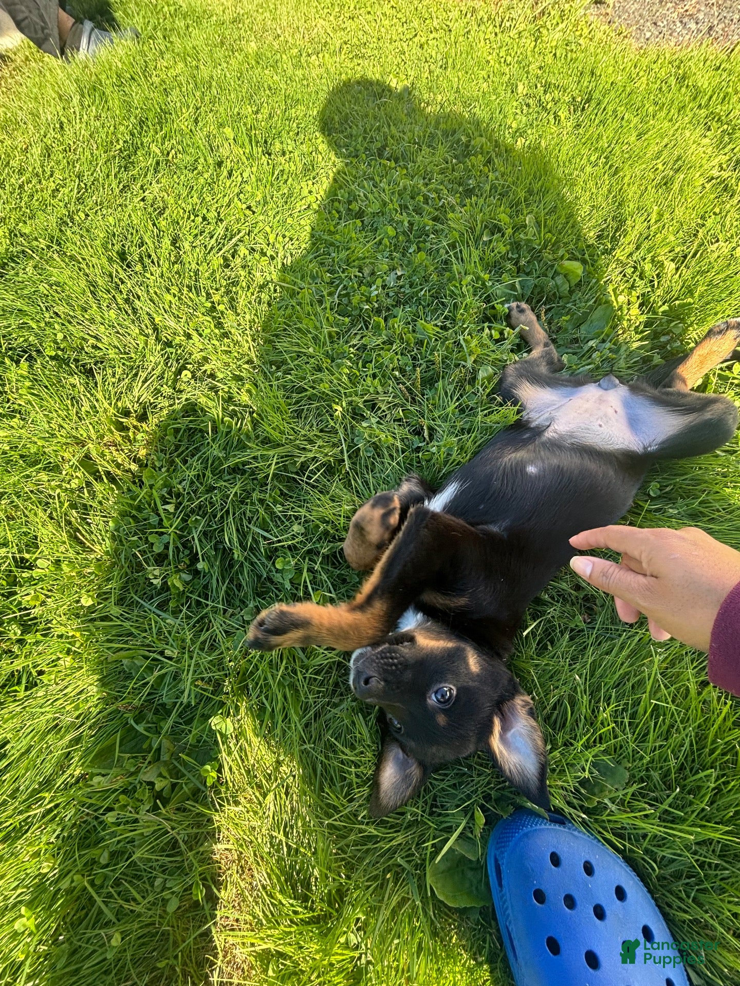 Mixed Breed dogs Jackie - Ad 2