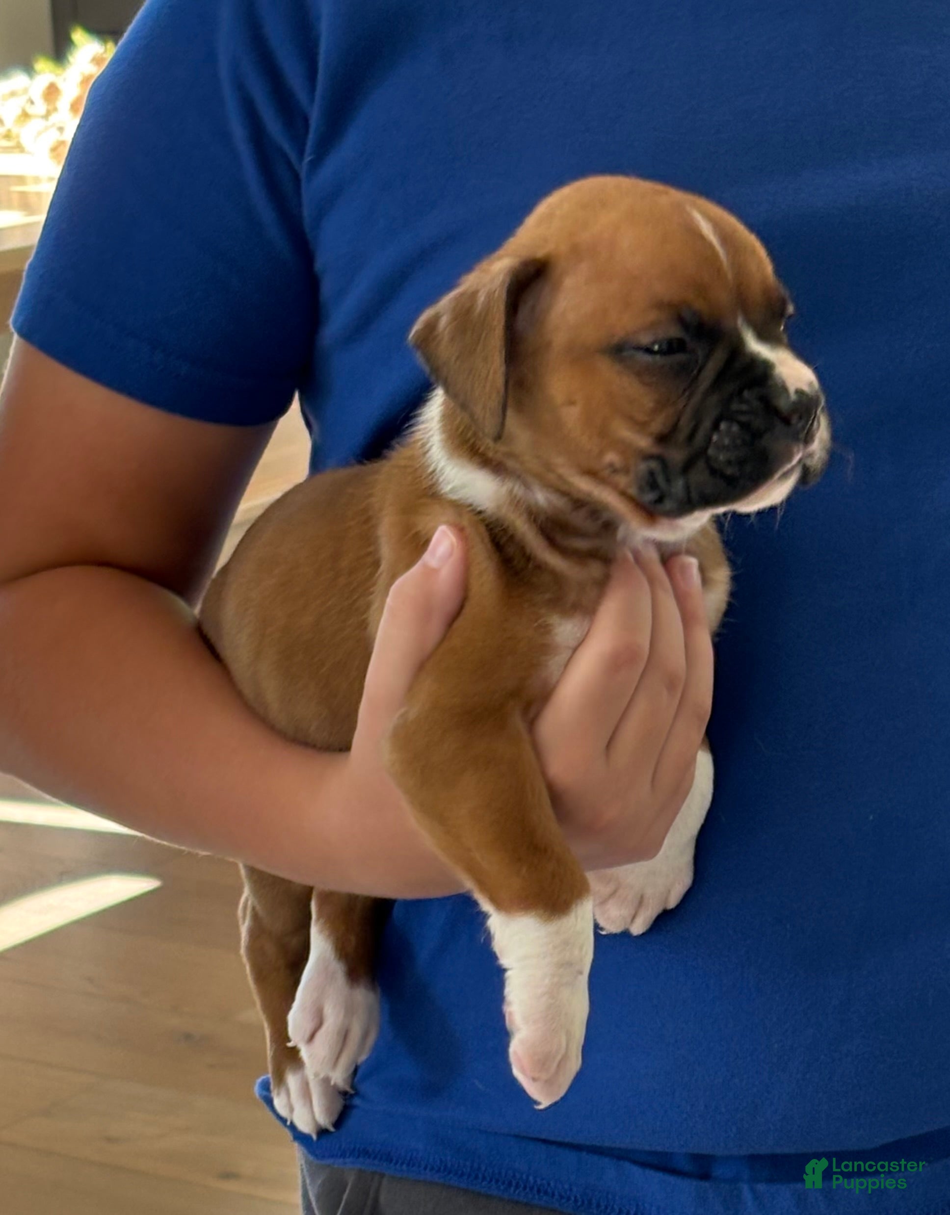 Boxer dogs Peanut - Ad 1