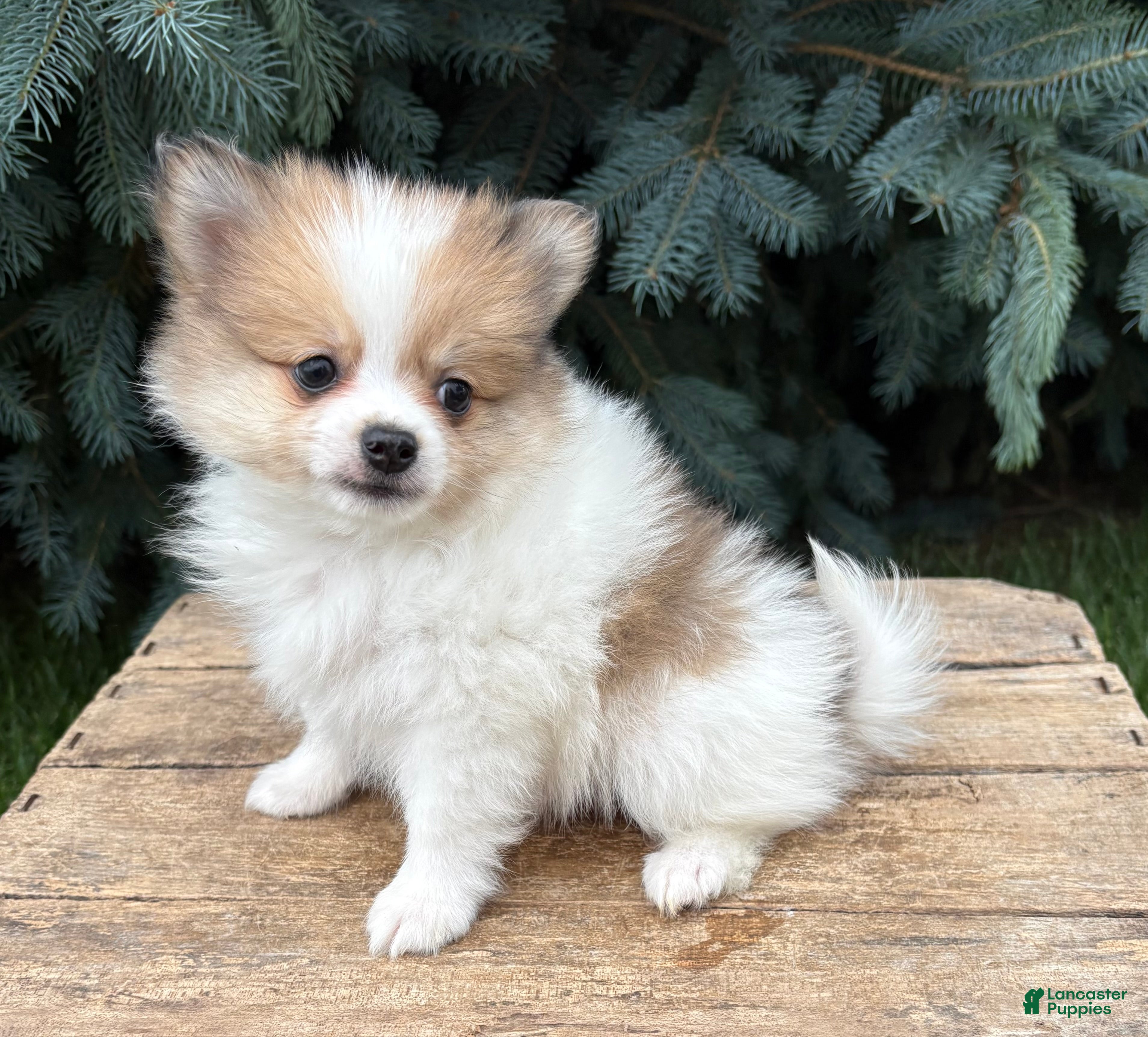 Pomeranian dogs Knox - Ad 2