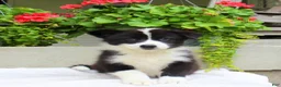 Mixed Breed dogs for sale: Luke - Ad 3