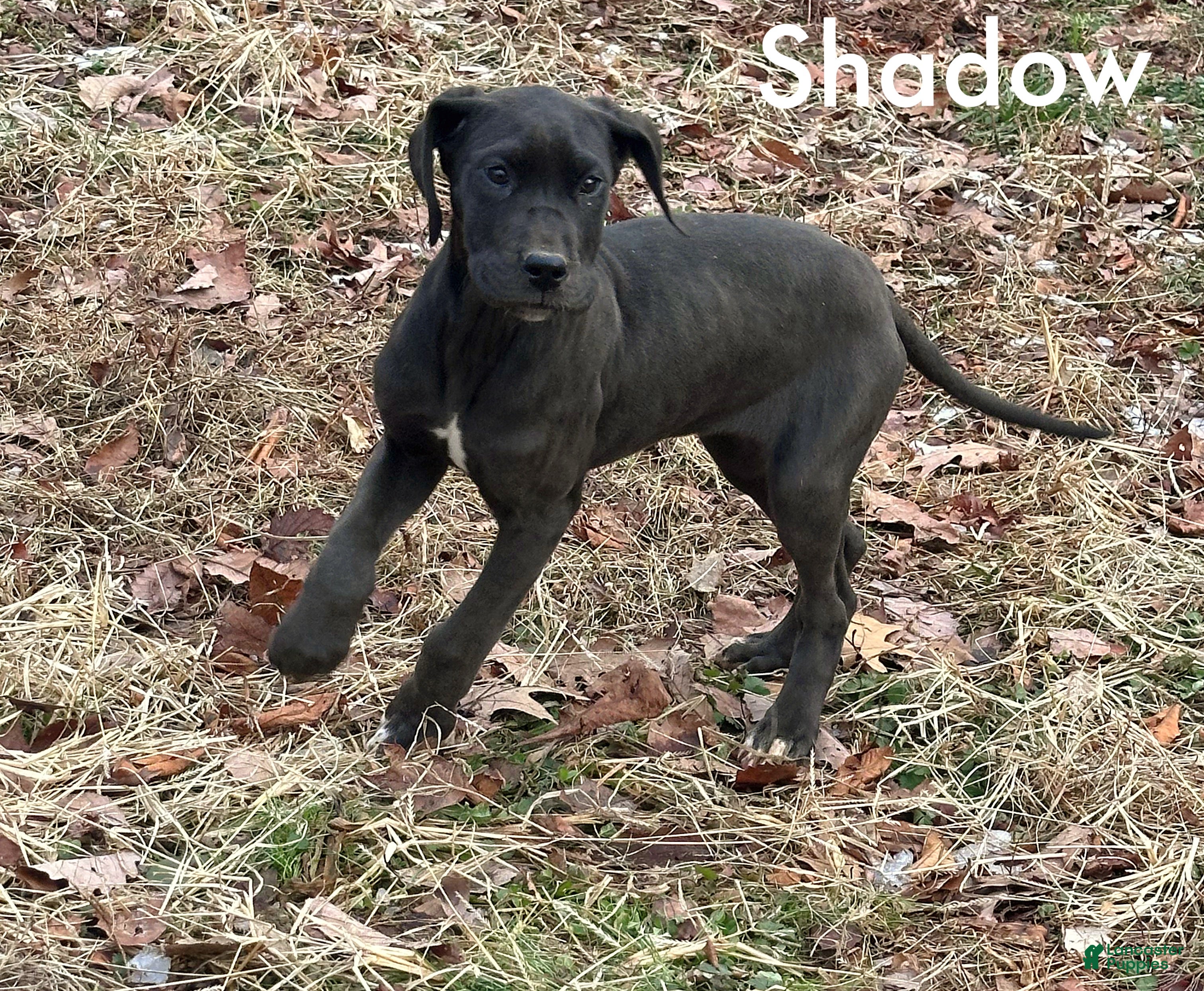 Great Dane dogs Shadow  - Ad 2