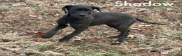 Great Dane dogs for sale: Shadow  - Ad 2