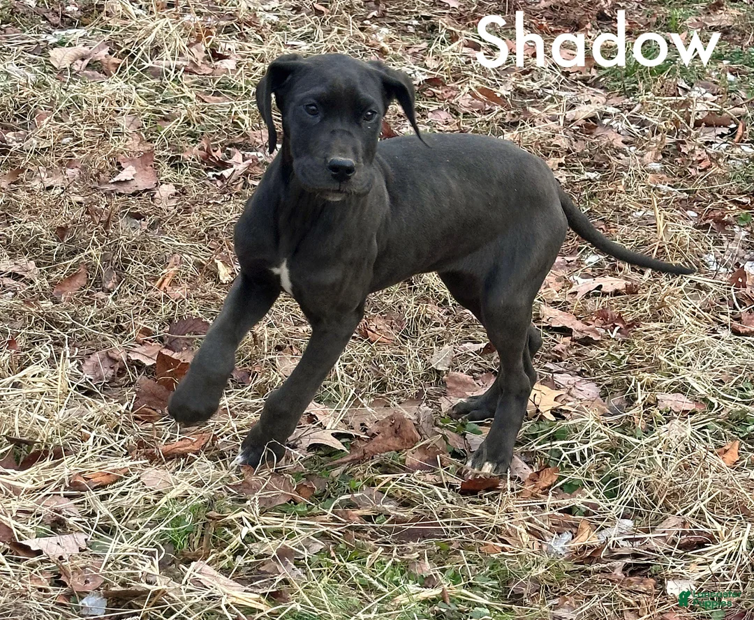 Great Dane dogs for sale: Shadow  - Ad 2