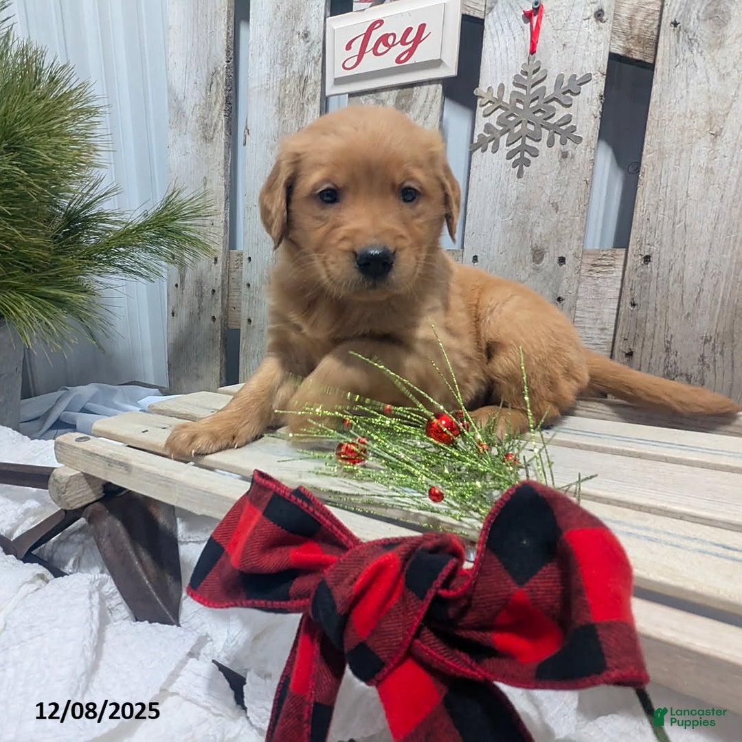 Golden Retriever dogs for sale: Joy - Ad 1