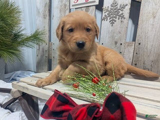 Golden Retriever dogs Joy - Ad 4