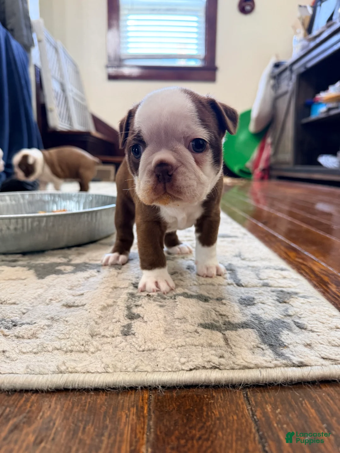 Boston Terrier dogs for sale: Lilly - Ad 1