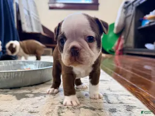 Boston Terrier dogs Lilly - Ad 2