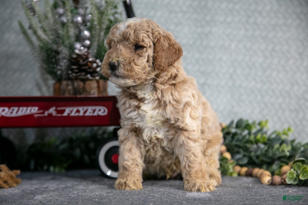 Miniature Poodle dogs for sale: Sawyer - Ad 3