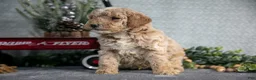 Miniature Poodle dogs for sale: Sawyer - Ad 3