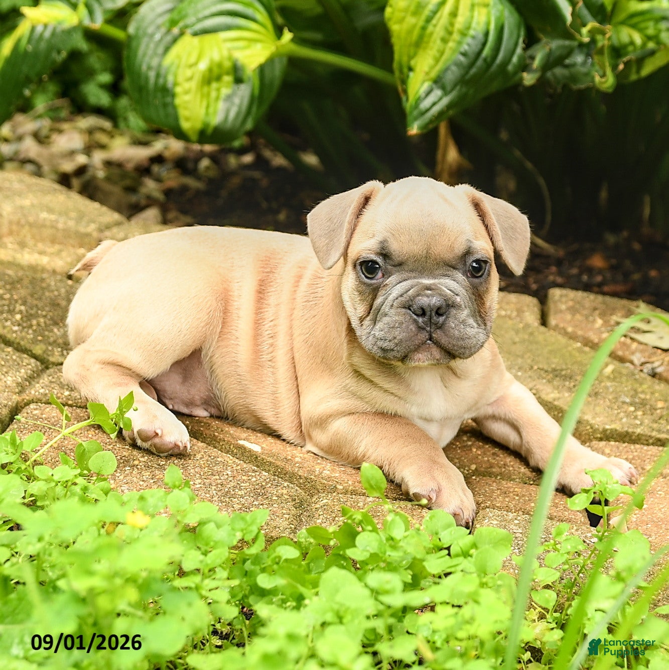 French Bulldog dogs Maestro - Ad 2