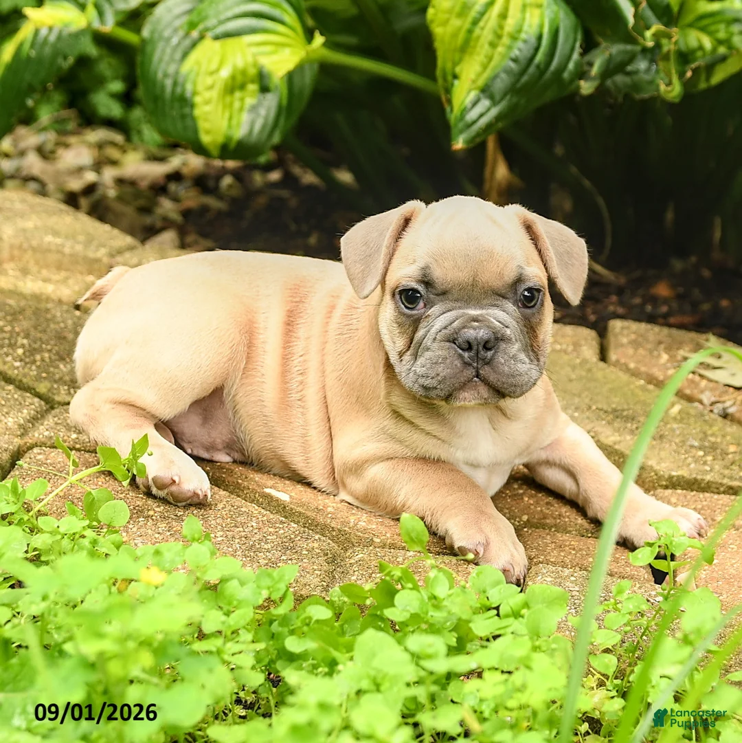 French Bulldog dogs for sale: Maestro - Ad 2