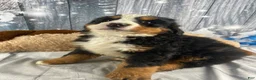 Bernese Mountain Dog dogs for sale: Maverick - Ad 7