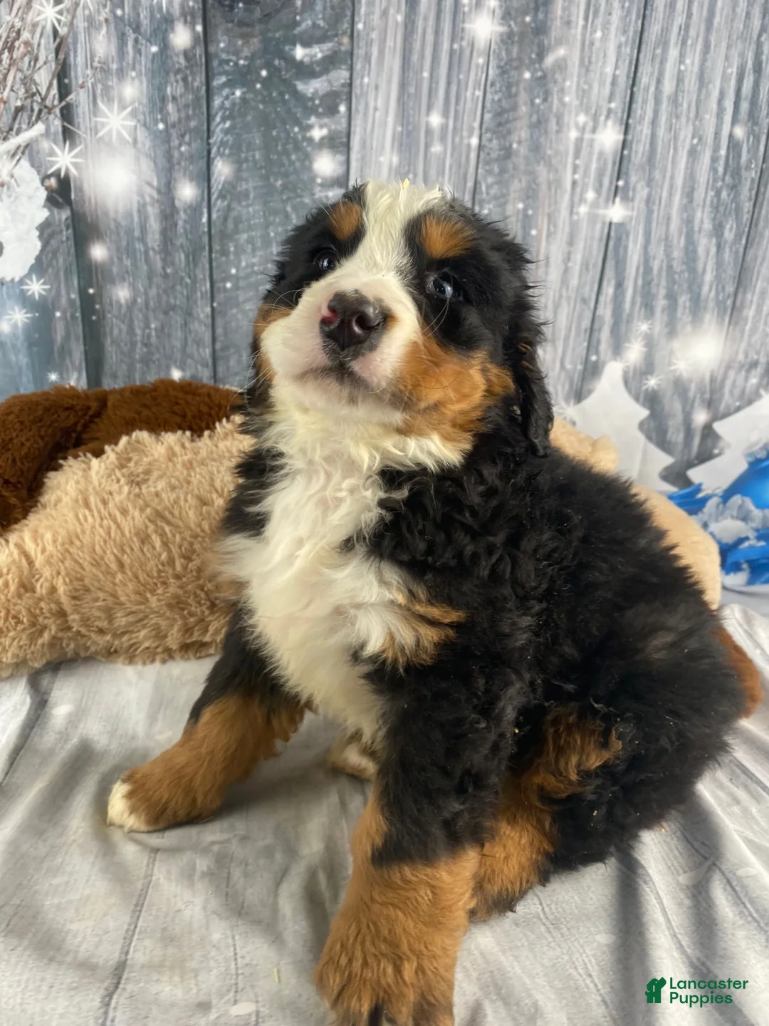 Bernese Mountain Dog dogs for sale: Maverick - Ad 7