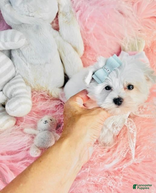 Maltese dogs Maltese  - Ad 18