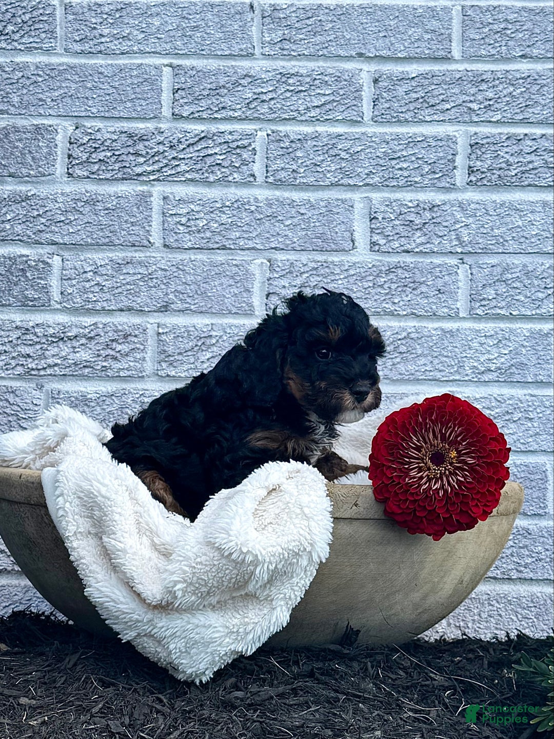 Cavapoo dogs for sale: Maverick - Ad 11