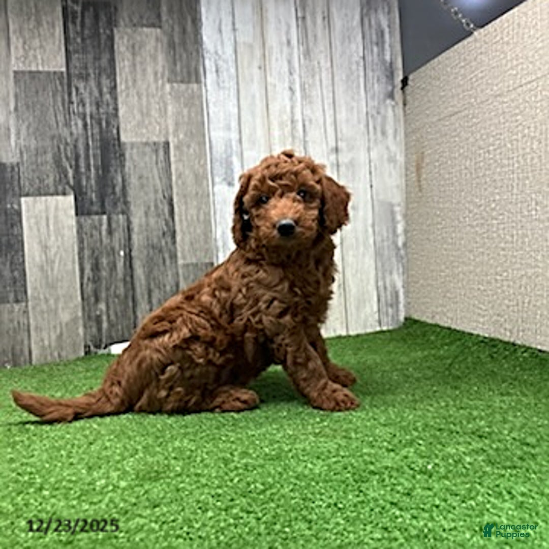 Mini Goldendoodle dogs for sale: Alex - Ad 3