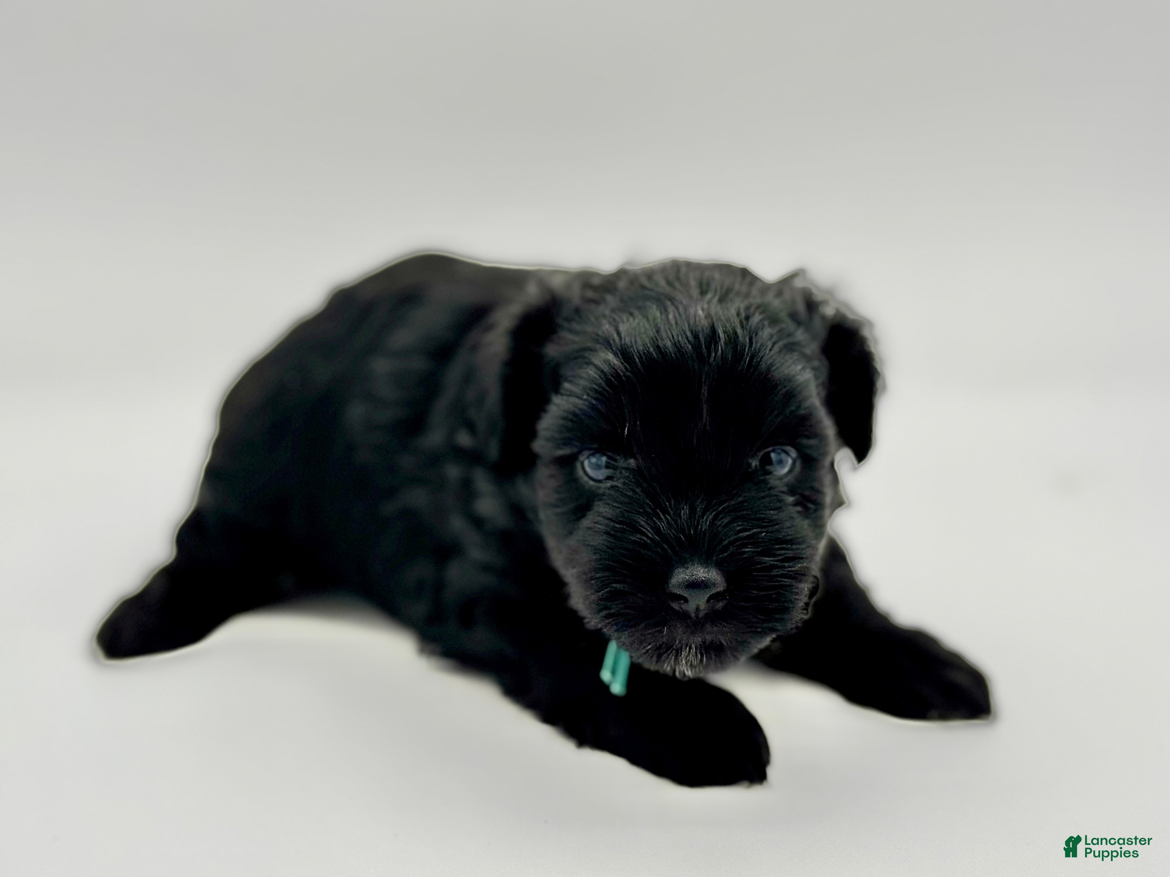 Miniature Schnauzer dogs Clover - Ad 2