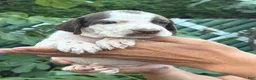 German Shorthaired Pointer dogs for sale: German Shorthaired Pointer Male 1 - Ad 3