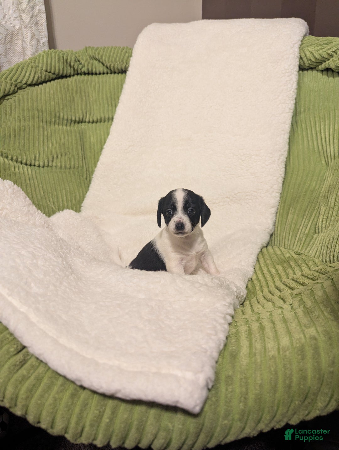 Mixed Breed dogs for sale: Poppie - Ad 3