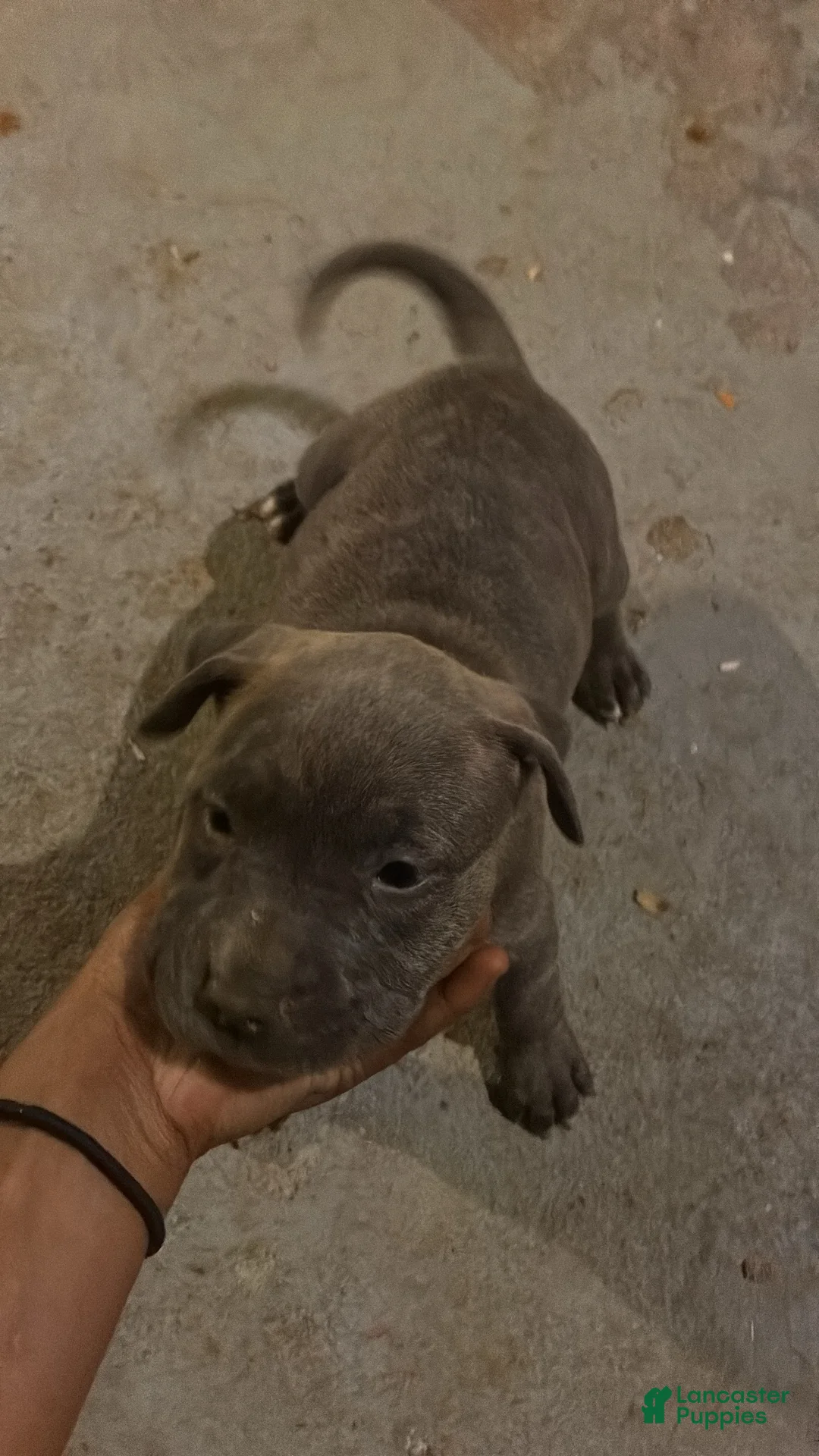 American Pit Bull Terrier dogs for sale: Tiva  - Ad 2