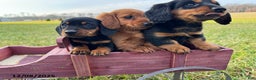 Miniature Dachshund dogs for sale: Chloe - Ad 5