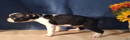 Boston Terrier dogs for sale: Eric - Ad 4