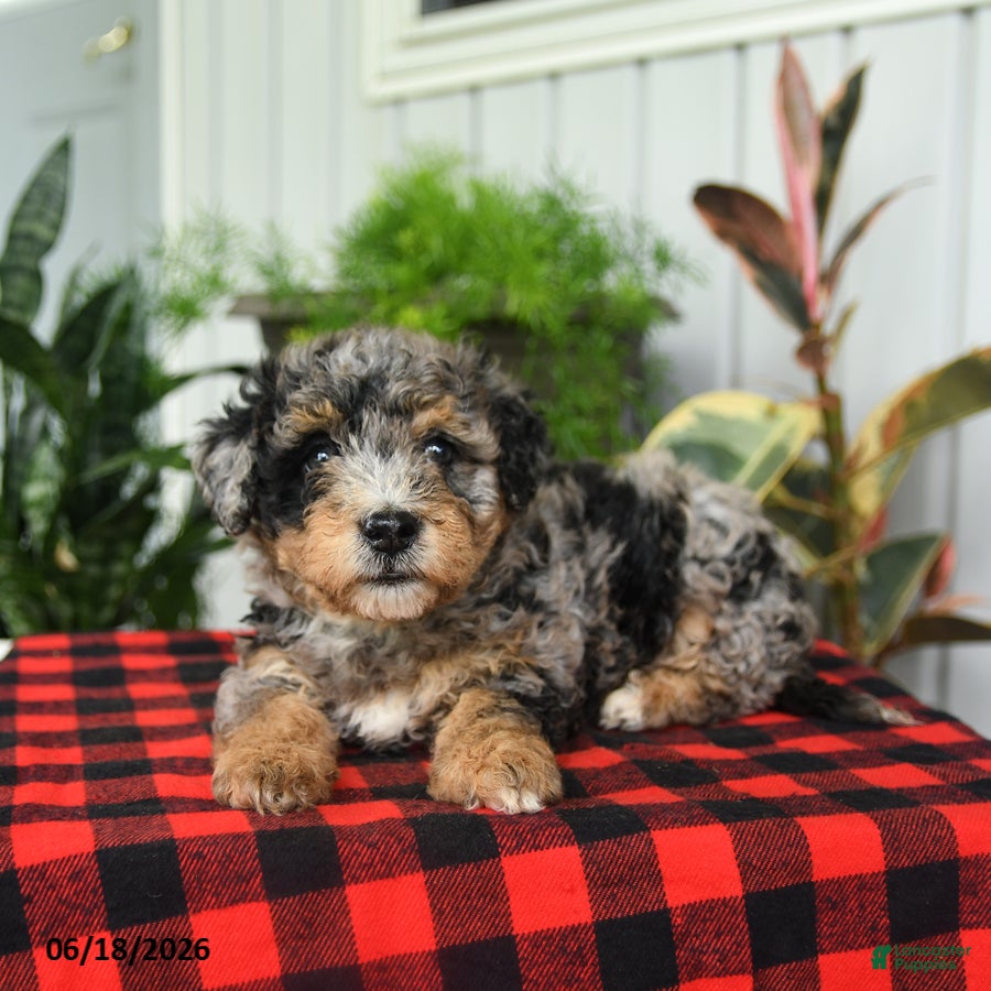 Mini Bernedoodle dogs Charlotte - Ad 1