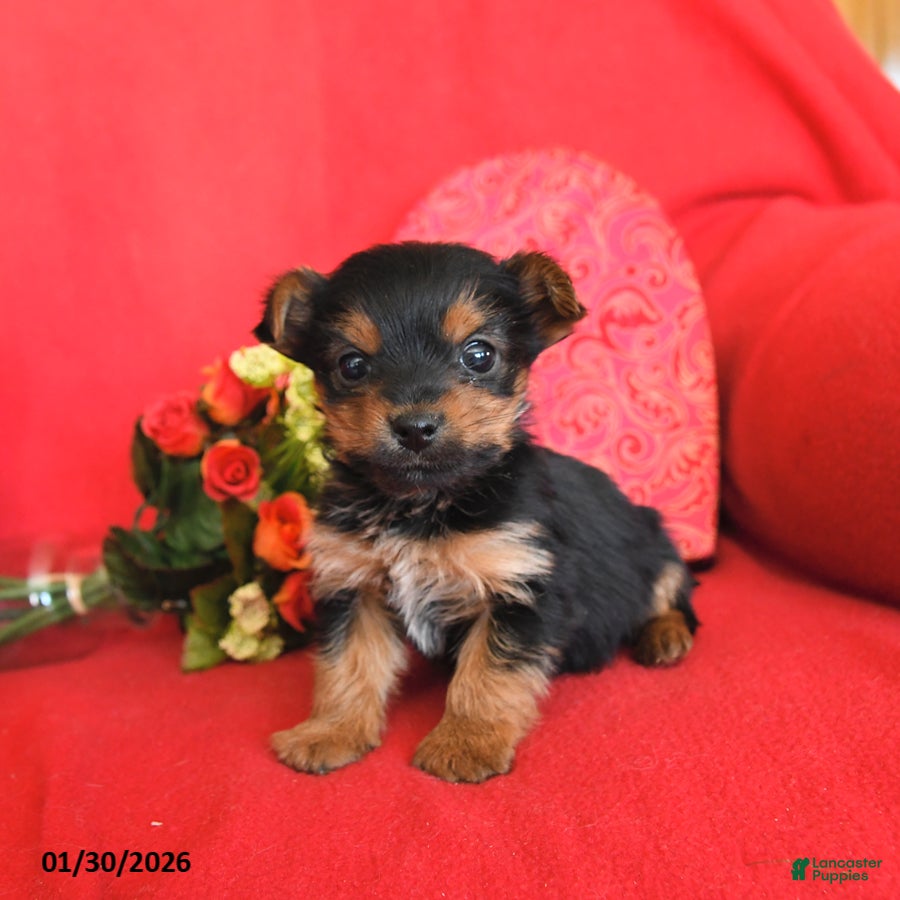 Yorkshire Terrier dogs Peanut  - Ad 10