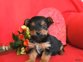 Yorkshire Terrier dogs Peanut - Ad 10