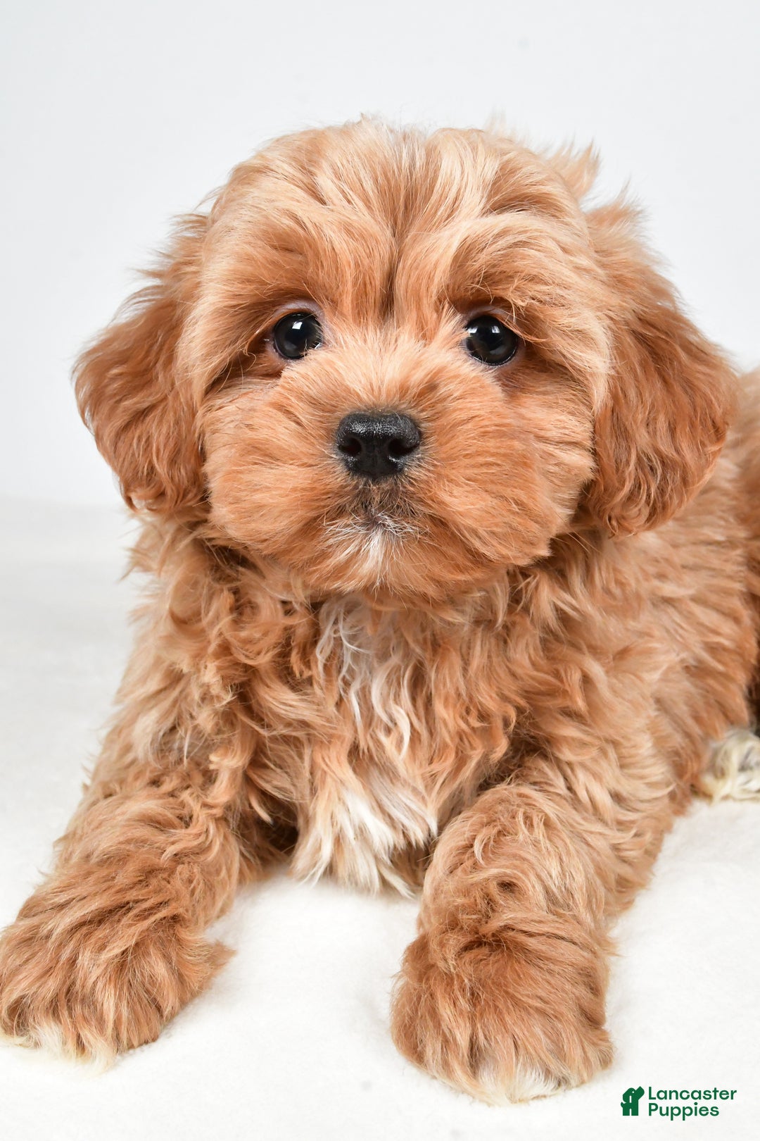 Shihpoo dogs for sale: Jagger - Ad 3