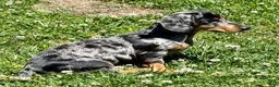 Dachshund dogs for sale: Dachshund Puppy 1 - Ad 6