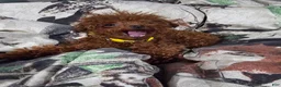Toy Poodle dogs for sale: MeiMei 3lb full grown  - Ad 12