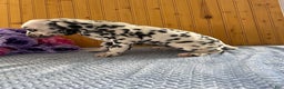 Dalmatian dogs for sale: Taylor - Ad 14