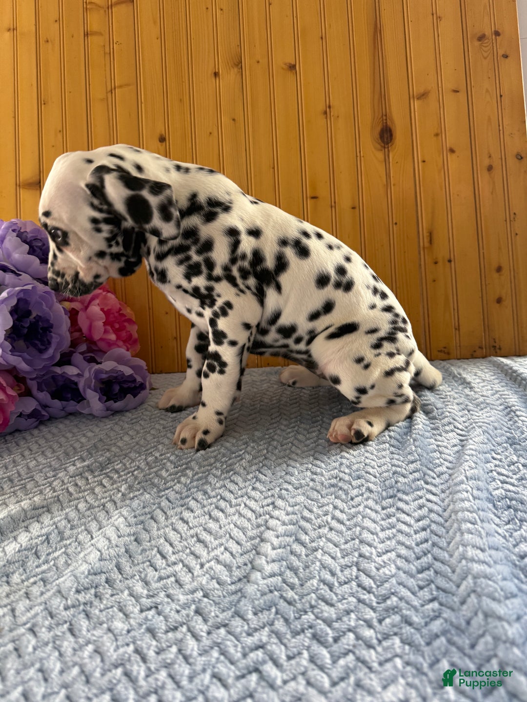 Dalmatian dogs for sale: Taylor - Ad 14