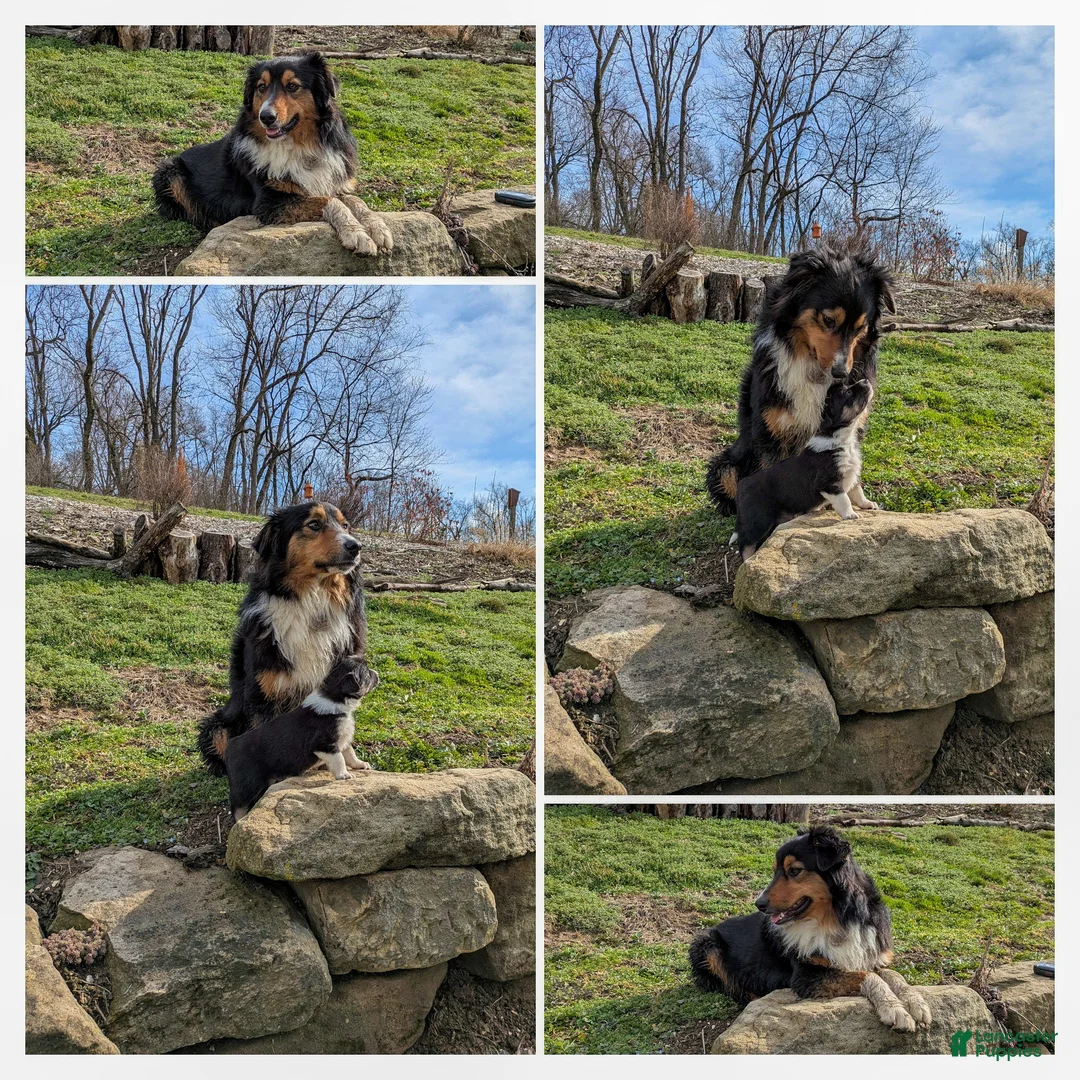 Mixed Breed dogs for sale: Hudson - Ad 23