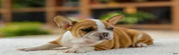 French Bulldog dogs for sale: Oasis – Fawn/White - Ad 13