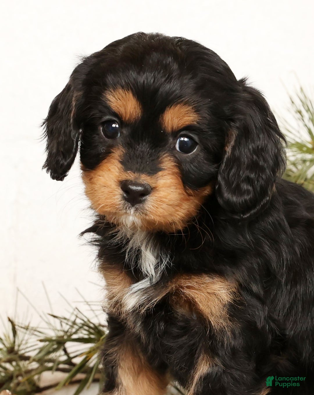 Cavapoo dogs for sale: Sennie - Ad 9