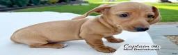 Miniature Dachshund dogs for sale: Captain - Ad 4