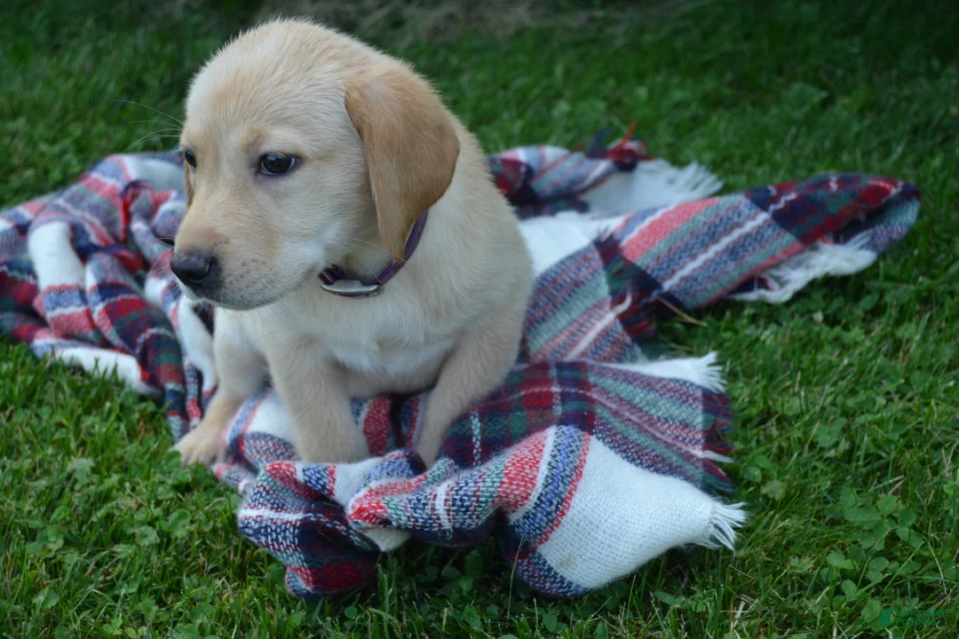 Labrador Retriever dogs for sale: Ellie - Ad 2