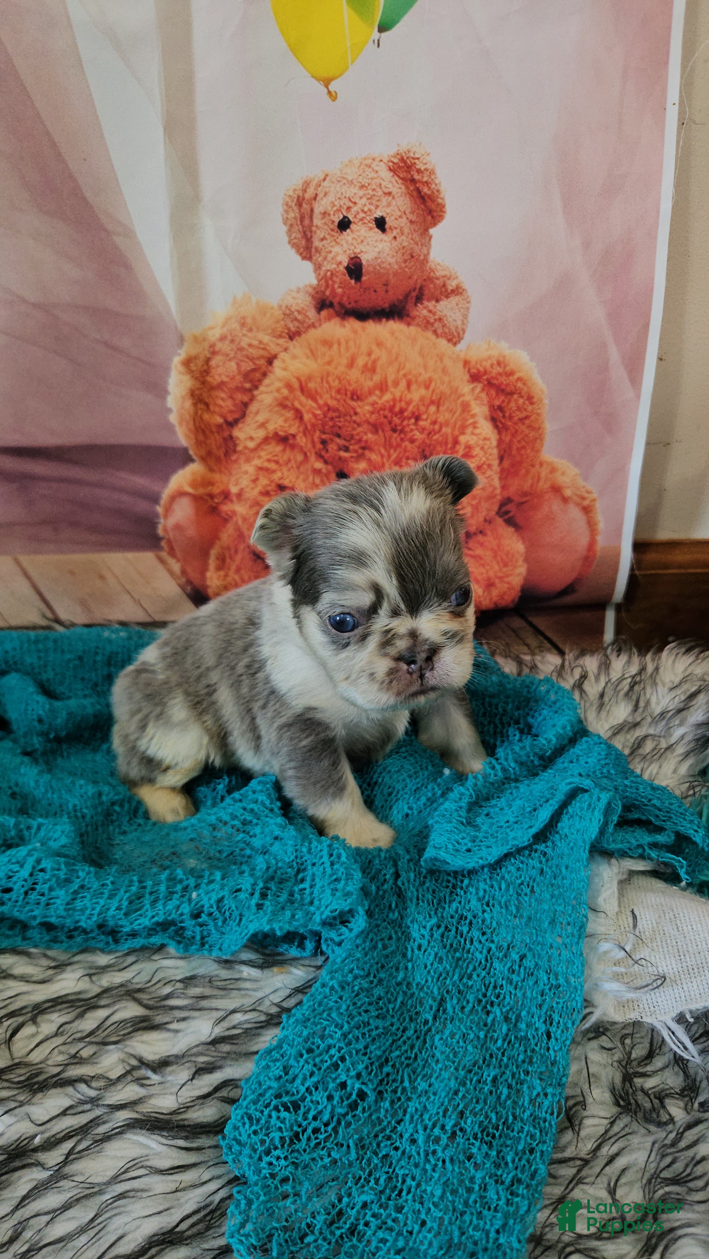 French Bulldog dogs French Bulldog Puppy 4 - Ad 1