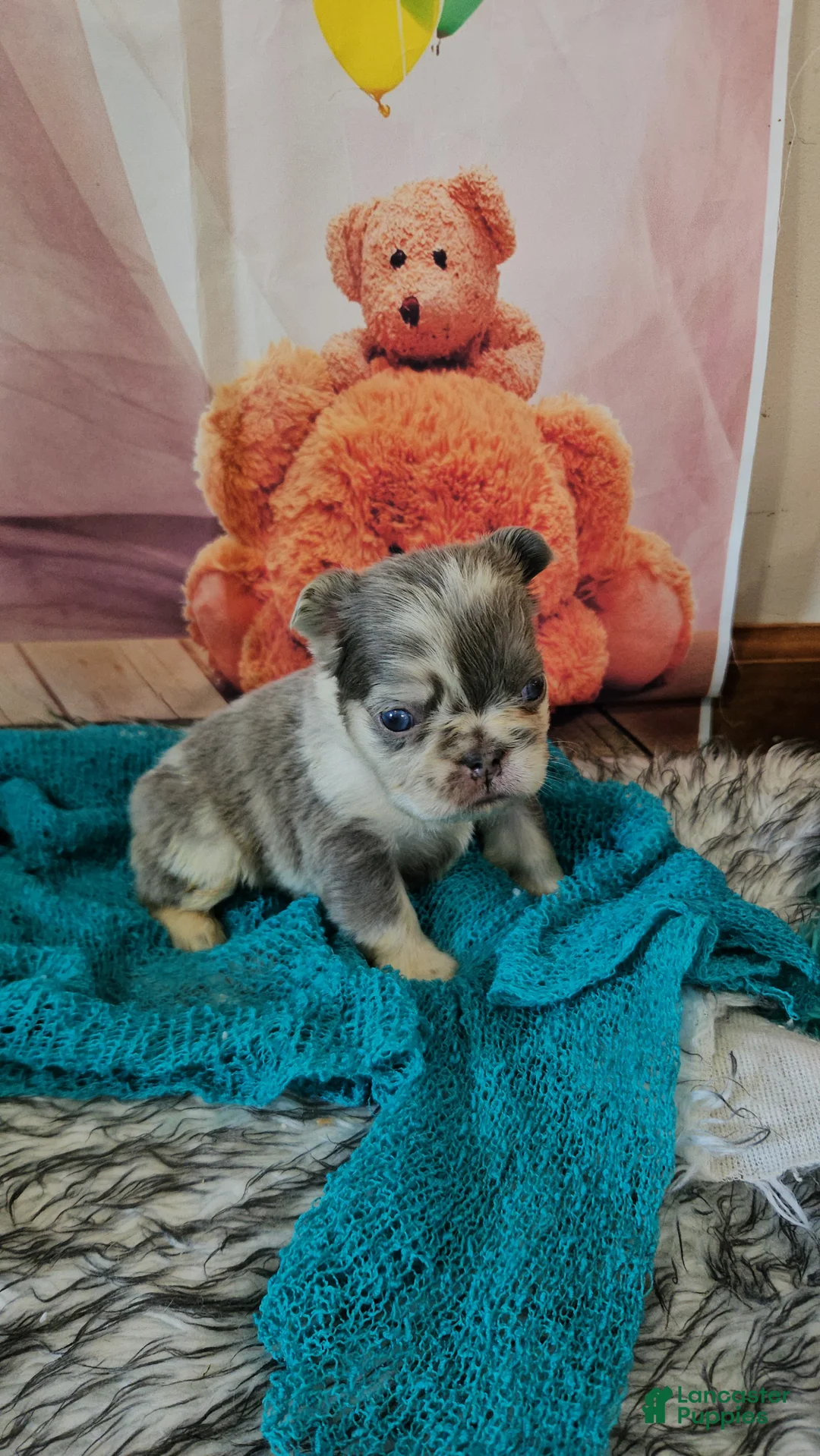 French Bulldog dogs for sale: French Bulldog Puppy 4 - Ad 1