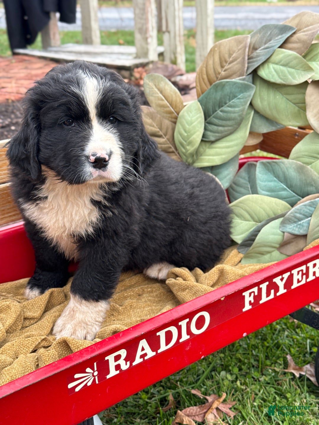 Mixed Breed dogs for sale: Wellington - Ad 7