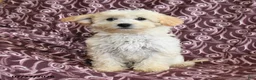 Maltipoo dogs for sale: Marcus - Ad 1