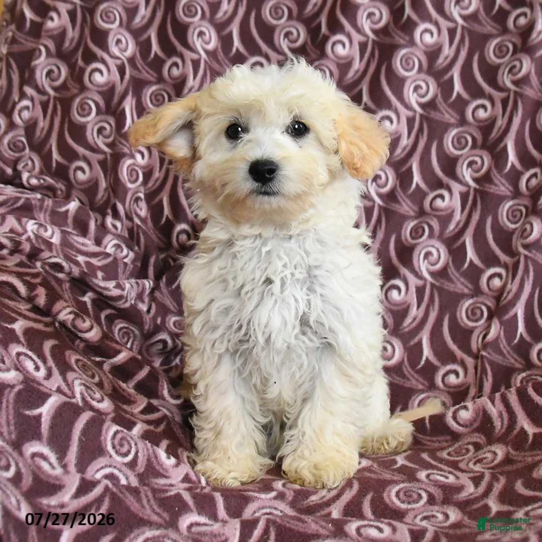 Maltipoo dogs for sale: Marcus - Ad 1