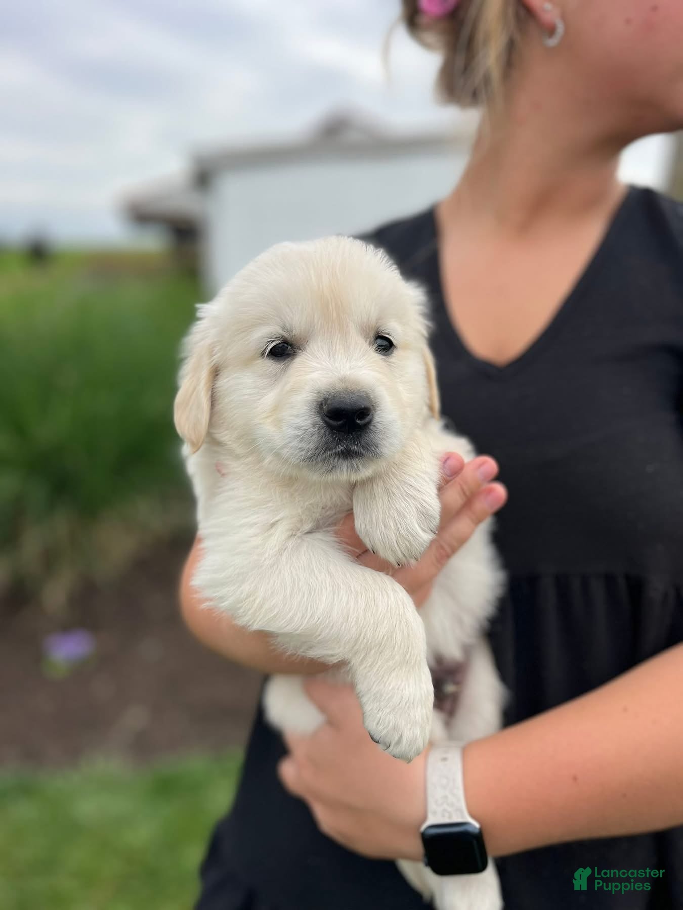 Golden Retriever dogs for sale: Golden Retriever Puppy 6, red collar - Ad 2
