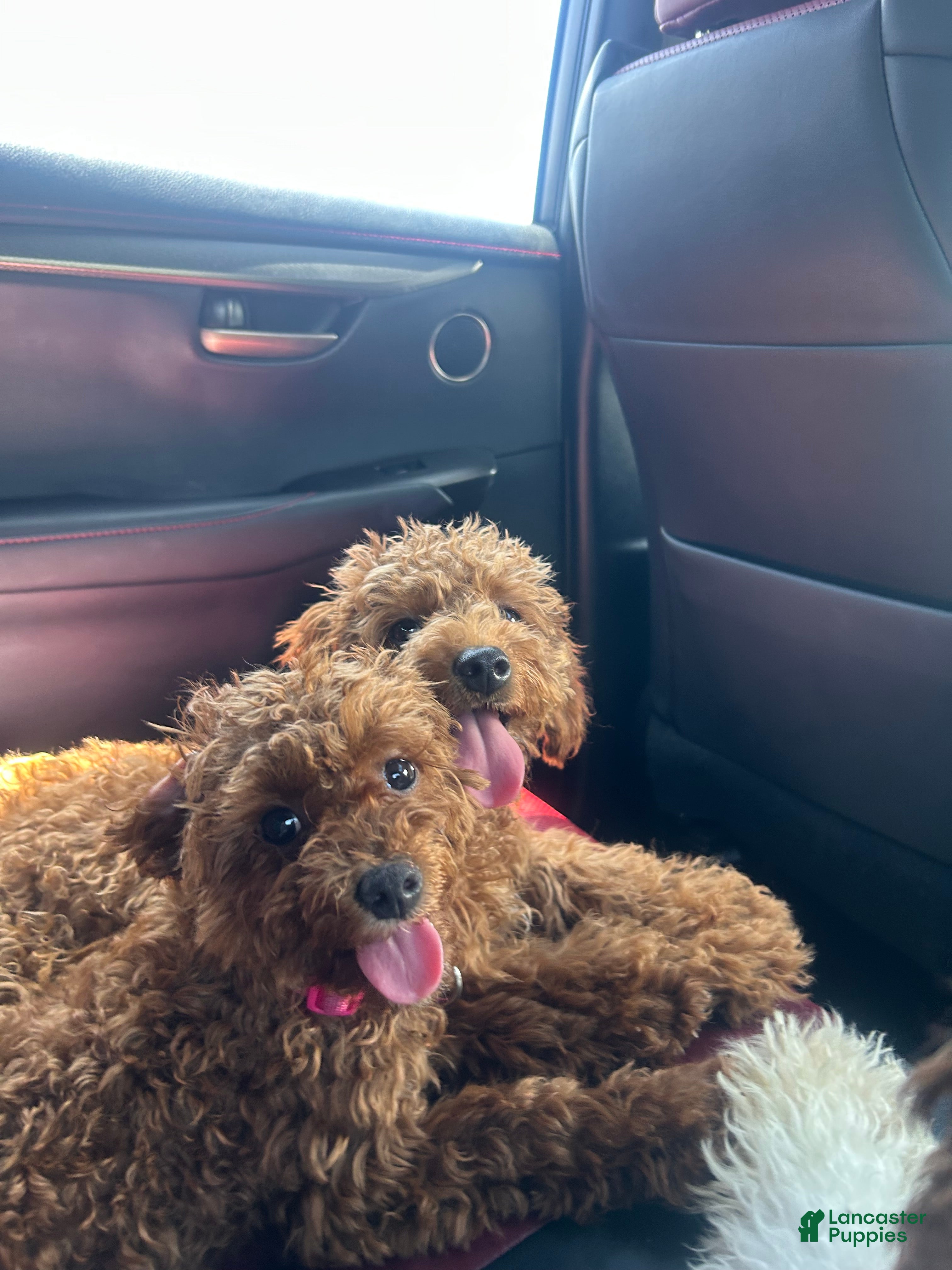 Cavapoo dogs Cavapoo 2 - Ad 22