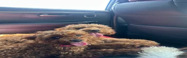 Cavapoo 2