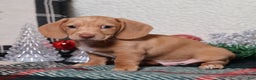 Dachshund dogs for sale: Sabre - Ad 6