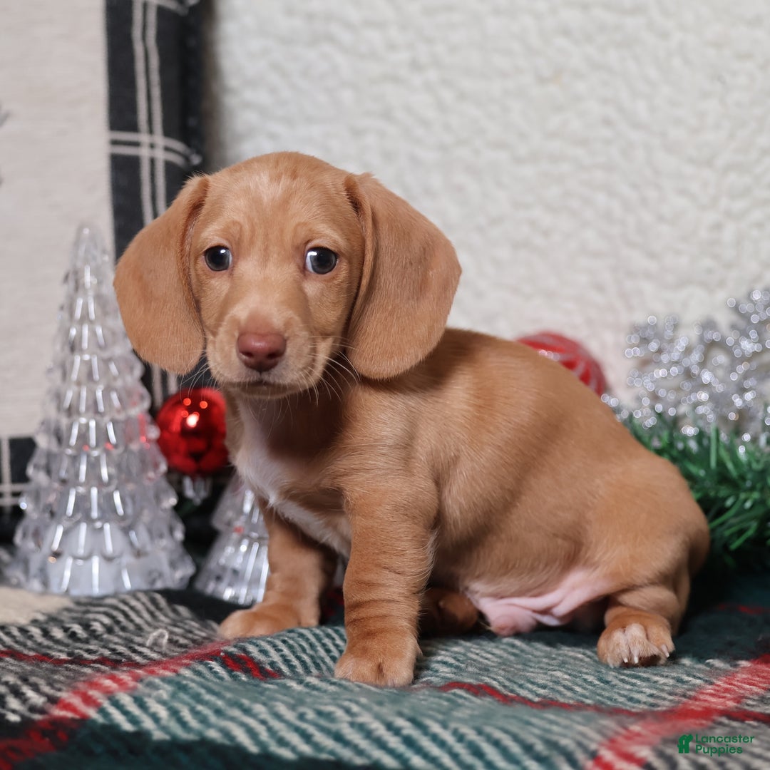 Dachshund dogs for sale: Sabre - Ad 6